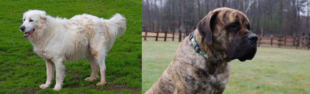 American Mastiff vs Abruzzenhund - Breed Comparison