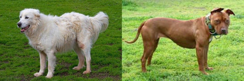American Pit Bull Terrier vs Abruzzenhund - Breed Comparison