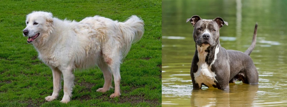 American Staffordshire Terrier vs Abruzzenhund - Breed Comparison