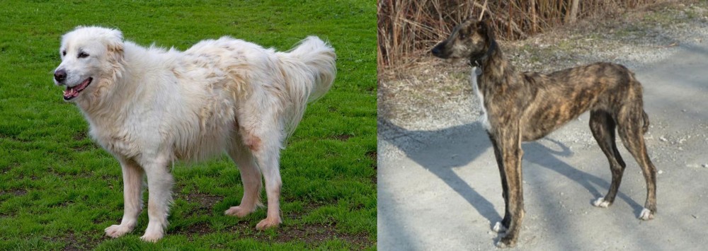 American Staghound vs Abruzzenhund - Breed Comparison