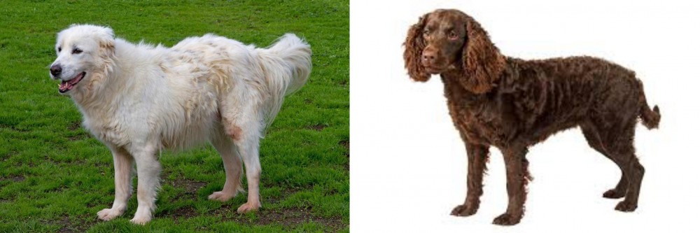 American Water Spaniel vs Abruzzenhund - Breed Comparison