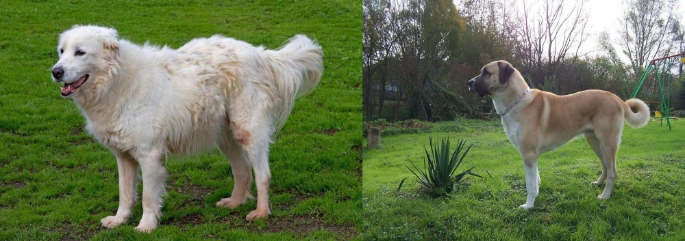 Anatolian Shepherd vs Abruzzenhund - Breed Comparison