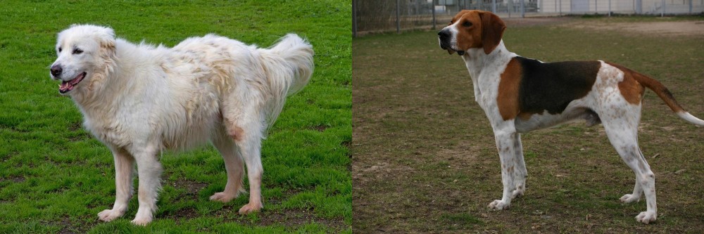 Anglo-Francais de Petite Venerie vs Abruzzenhund - Breed Comparison