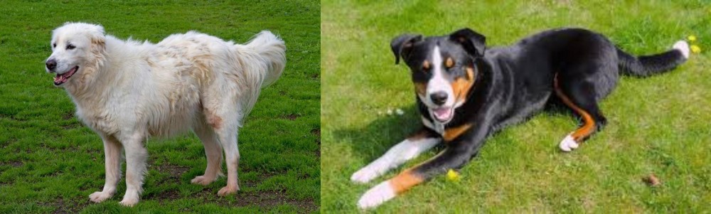 Appenzell Mountain Dog vs Abruzzenhund - Breed Comparison
