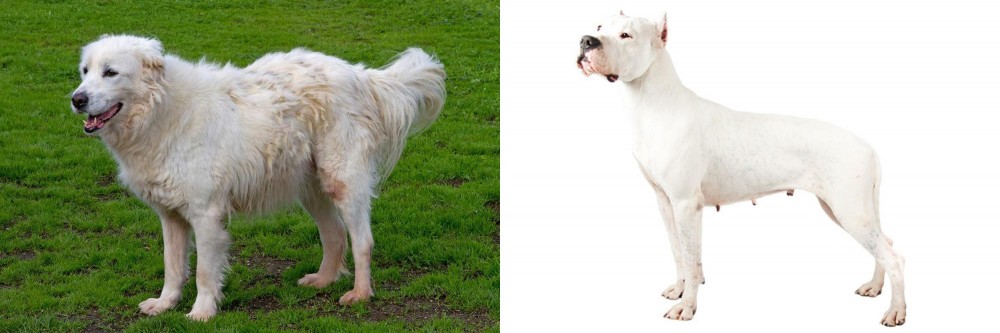 Argentine Dogo vs Abruzzenhund - Breed Comparison