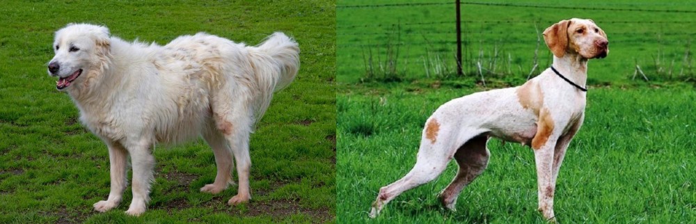 Ariege Pointer vs Abruzzenhund - Breed Comparison