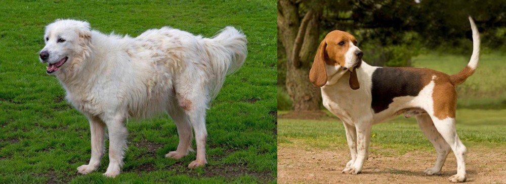 Artois Hound vs Abruzzenhund - Breed Comparison