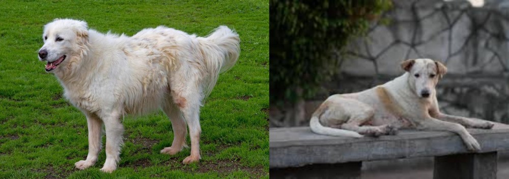 Askal vs Abruzzenhund - Breed Comparison
