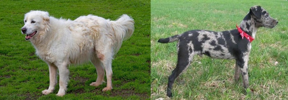 Atlas Terrier vs Abruzzenhund - Breed Comparison