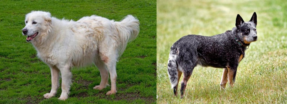 Austrailian Blue Heeler vs Abruzzenhund - Breed Comparison
