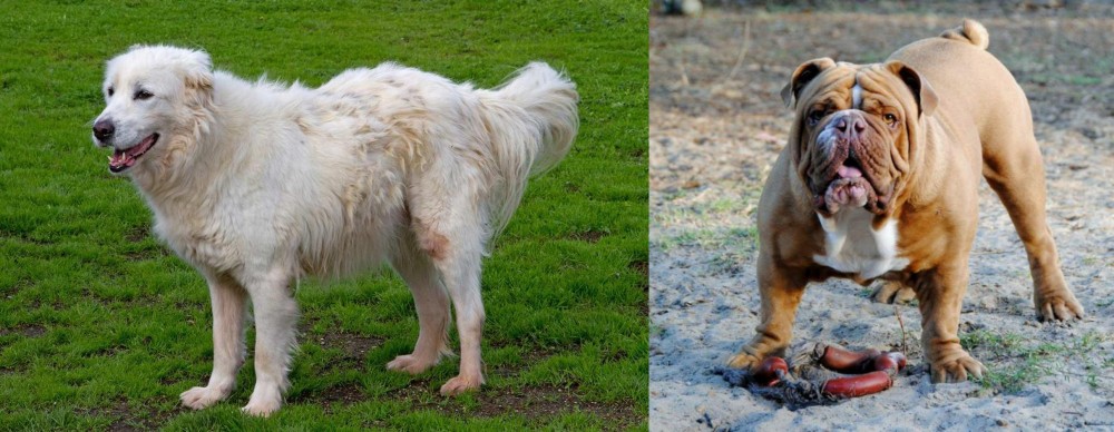 Australian Bulldog vs Abruzzenhund - Breed Comparison