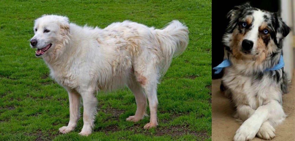 Australian Collie vs Abruzzenhund - Breed Comparison