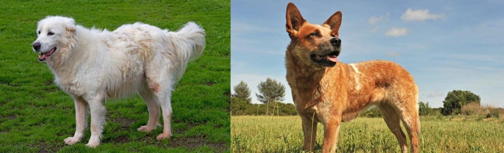 Australian Red Heeler vs Abruzzenhund - Breed Comparison