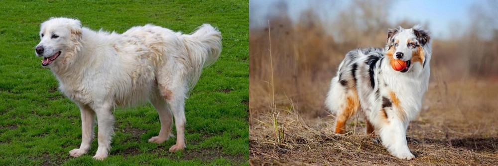 Australian Shepherd vs Abruzzenhund - Breed Comparison