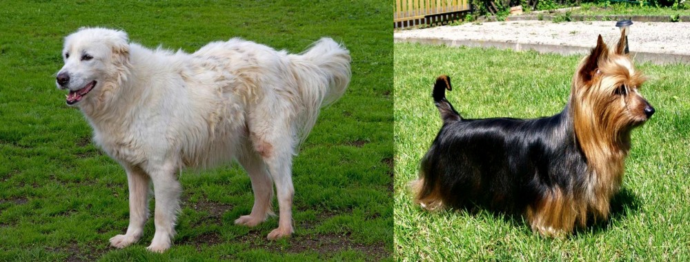 Australian Silky Terrier vs Abruzzenhund - Breed Comparison