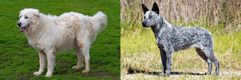 Australian Stumpy Tail Cattle Dog vs Abruzzenhund - Breed Comparison