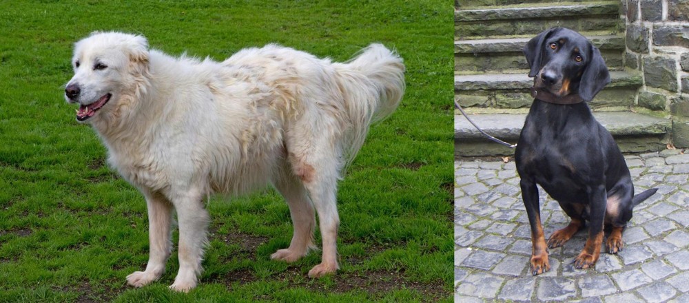 Austrian Black and Tan Hound vs Abruzzenhund - Breed Comparison