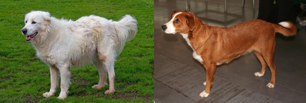 Austrian Pinscher vs Abruzzenhund - Breed Comparison