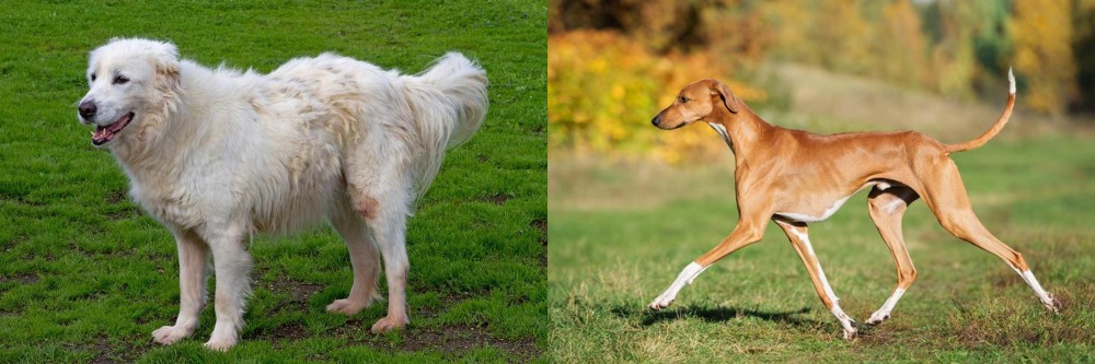 Azawakh vs Abruzzenhund - Breed Comparison