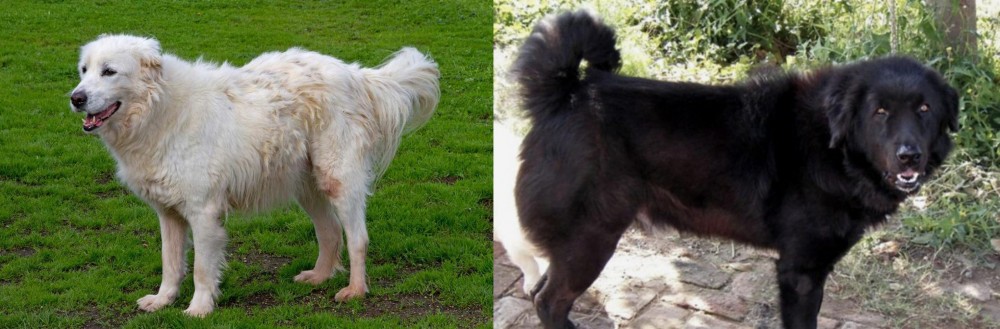 Bakharwal Dog vs Abruzzenhund - Breed Comparison