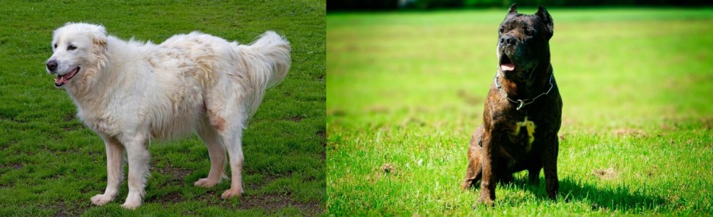 Bandog vs Abruzzenhund - Breed Comparison