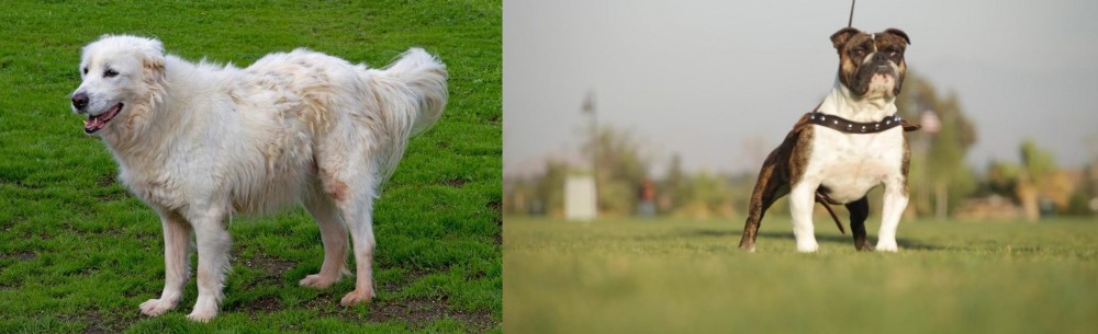 Bantam Bulldog vs Abruzzenhund - Breed Comparison