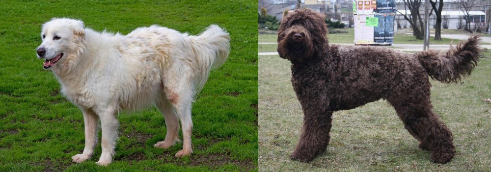Barbet vs Abruzzenhund - Breed Comparison