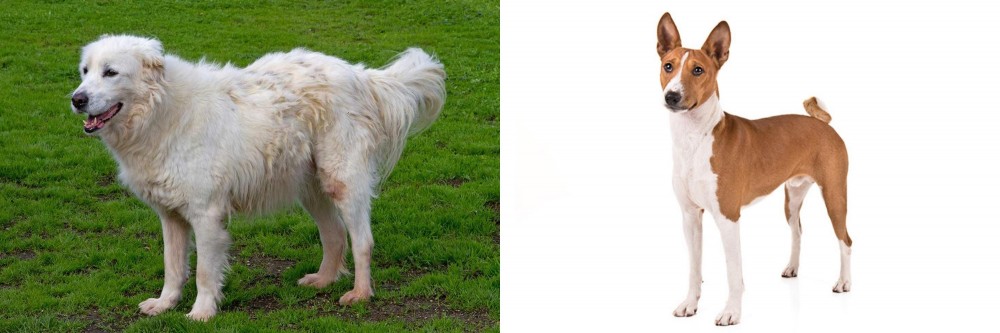 Basenji vs Abruzzenhund - Breed Comparison