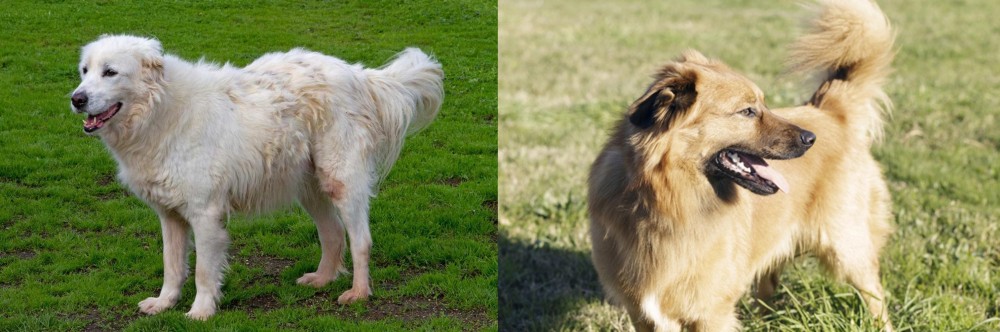 Basque Shepherd vs Abruzzenhund - Breed Comparison