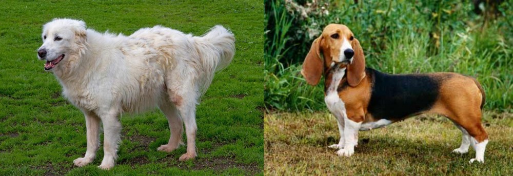 Basset Artesien Normand vs Abruzzenhund - Breed Comparison