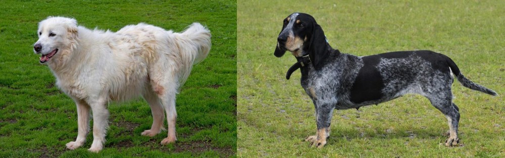Basset Bleu de Gascogne vs Abruzzenhund - Breed Comparison