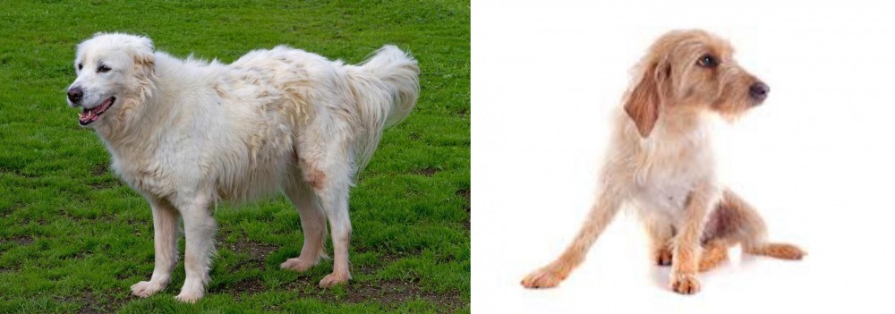 Basset Fauve de Bretagne vs Abruzzenhund - Breed Comparison
