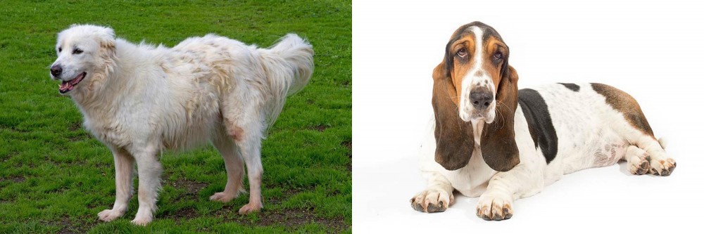 Basset Hound vs Abruzzenhund - Breed Comparison