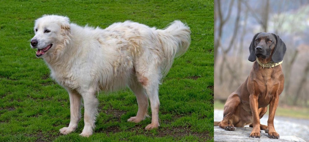 Bavarian Mountain Hound vs Abruzzenhund - Breed Comparison
