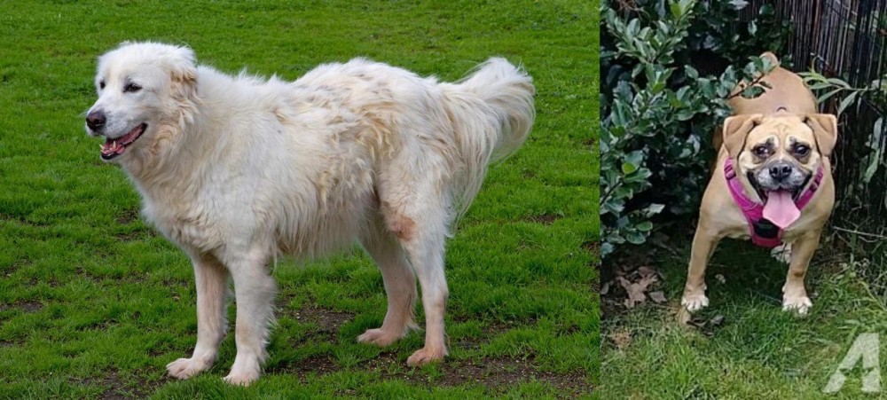 Beabull vs Abruzzenhund - Breed Comparison