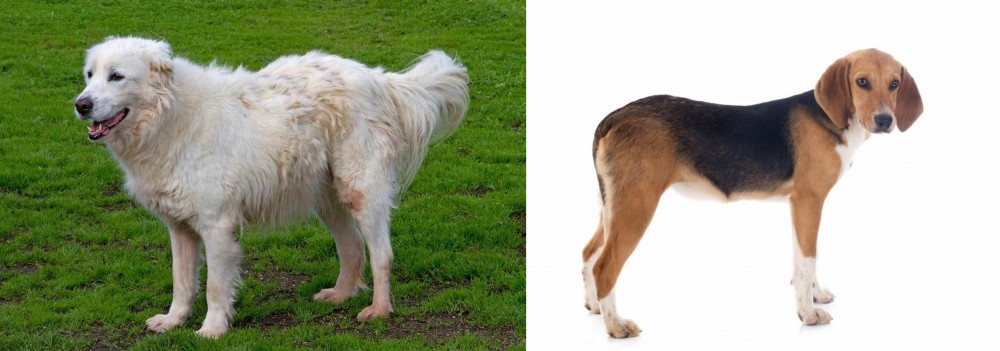 Beagle-Harrier vs Abruzzenhund - Breed Comparison