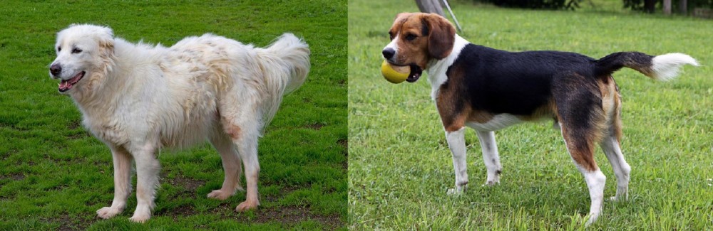 Beaglier vs Abruzzenhund - Breed Comparison
