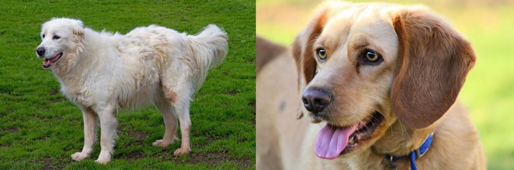 Beago vs Abruzzenhund - Breed Comparison