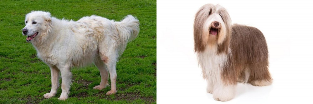 Bearded Collie vs Abruzzenhund - Breed Comparison