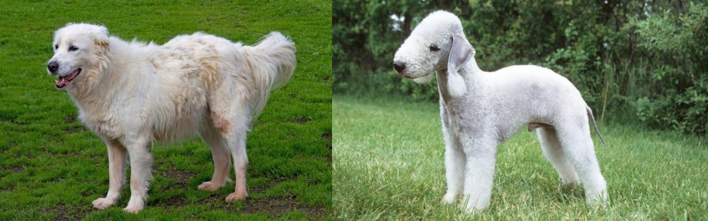 Bedlington Terrier vs Abruzzenhund - Breed Comparison