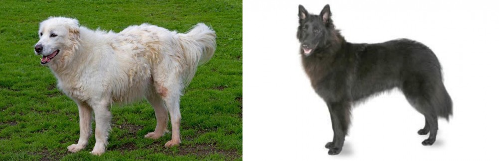 Belgian Shepherd vs Abruzzenhund - Breed Comparison