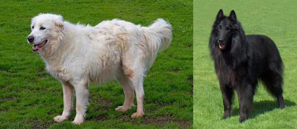 Belgian Shepherd Dog (Groenendael) vs Abruzzenhund - Breed Comparison