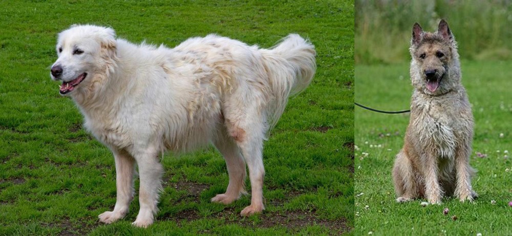 Belgian Shepherd Dog (Laekenois) vs Abruzzenhund - Breed Comparison