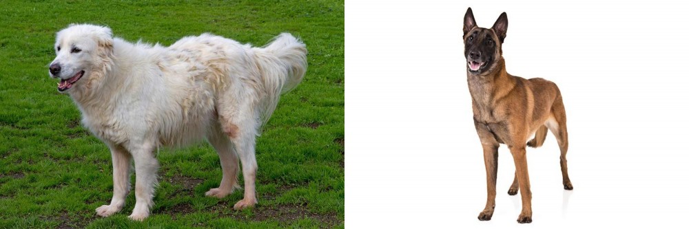 Belgian Shepherd Dog (Malinois) vs Abruzzenhund - Breed Comparison