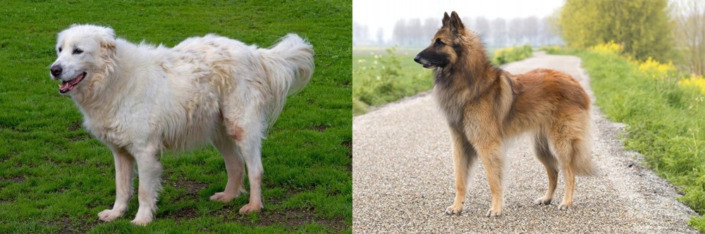 Belgian Shepherd Dog (Tervuren) vs Abruzzenhund - Breed Comparison