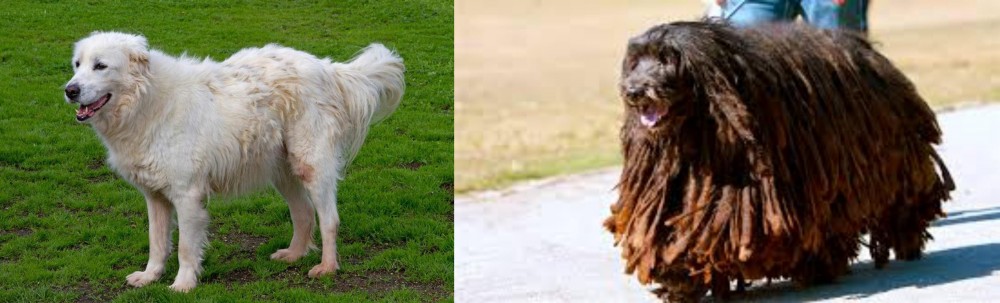 Bergamasco vs Abruzzenhund - Breed Comparison