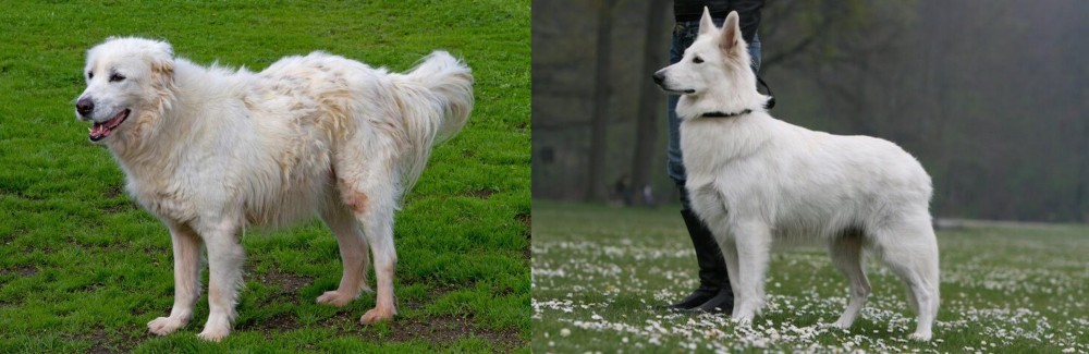 Berger Blanc Suisse vs Abruzzenhund - Breed Comparison