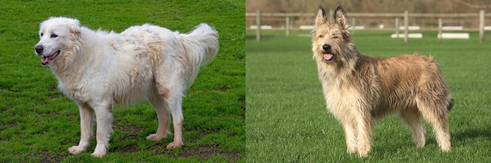 Berger Picard vs Abruzzenhund - Breed Comparison