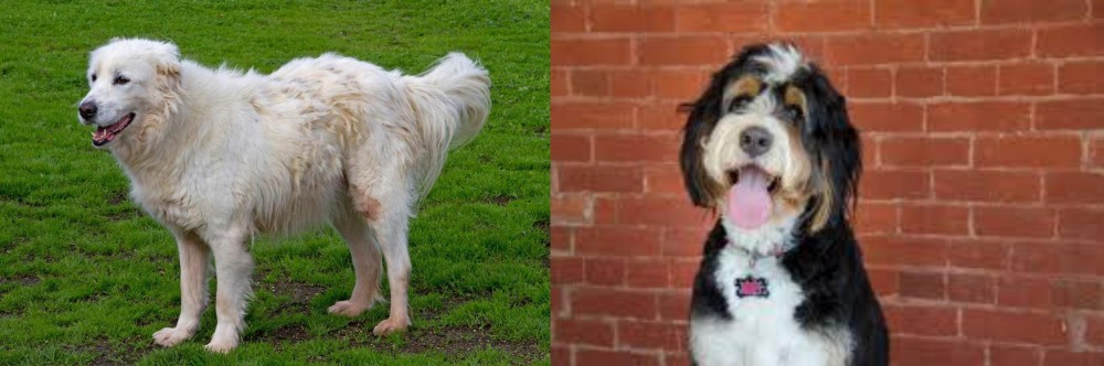 Bernedoodle vs Abruzzenhund - Breed Comparison