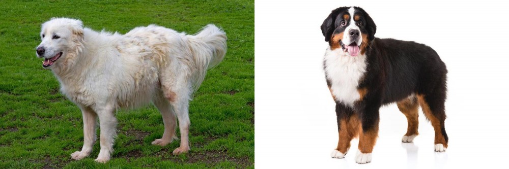 Bernese Mountain Dog vs Abruzzenhund - Breed Comparison